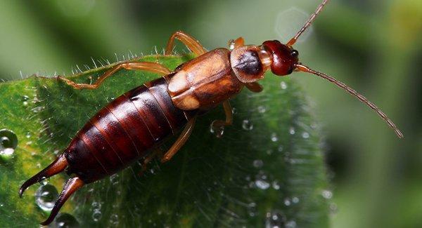 earwigs resting on a leaf