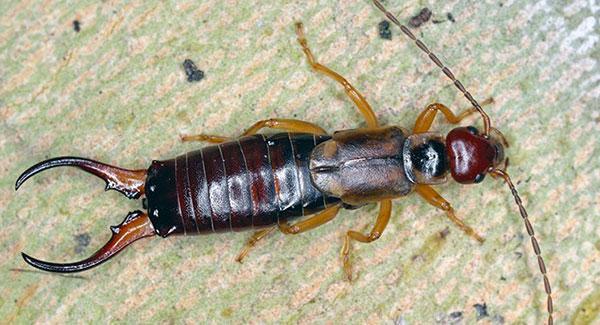 earwig up close