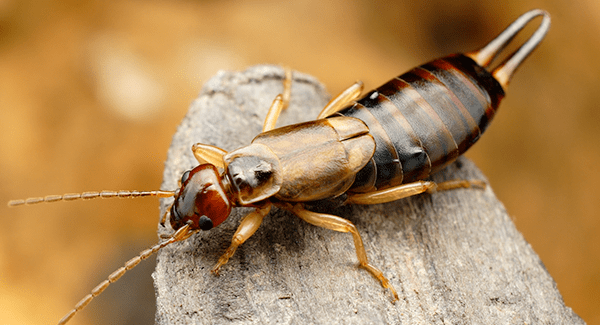 earwig