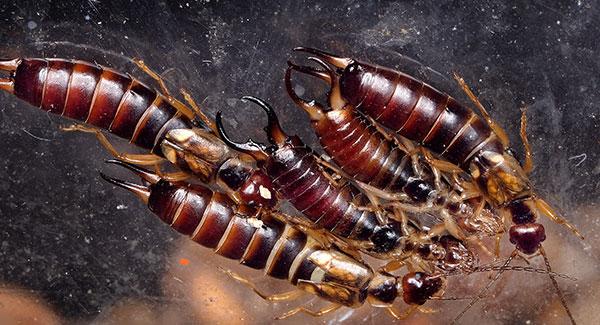 a group of earwigs