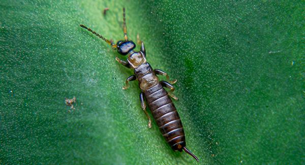 earwig on a leaf