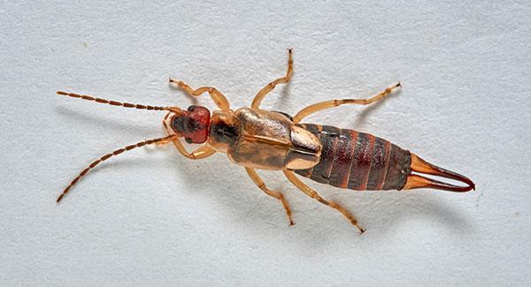 earwig on a white wall