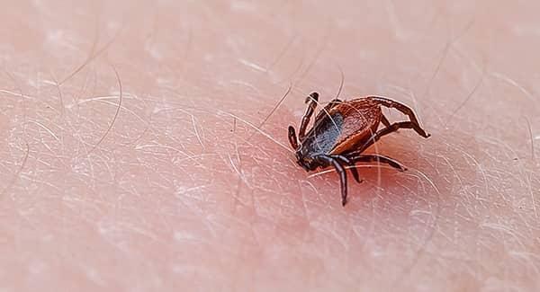 tick on skin