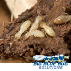 Termites In RI Soil