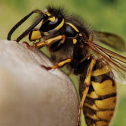 yellow jacket in the fall