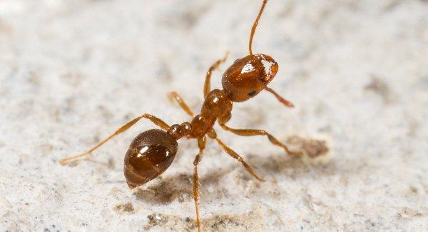 a fire ant crawling on a patio