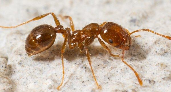 fire ant