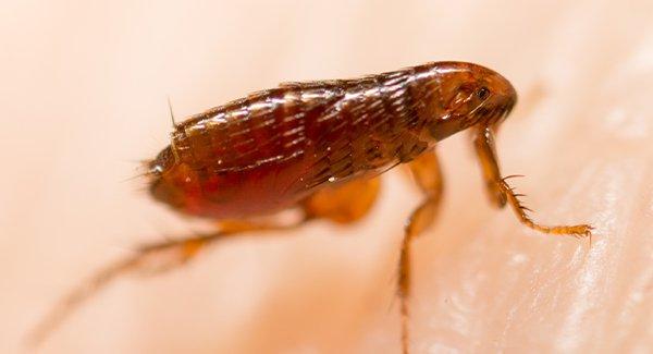 flea crawling on human skin