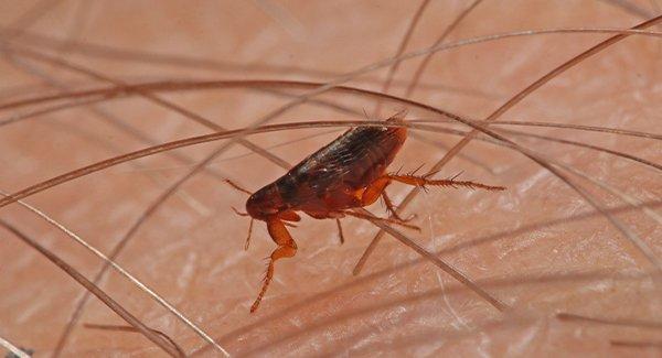 a flea crcawling on human skin