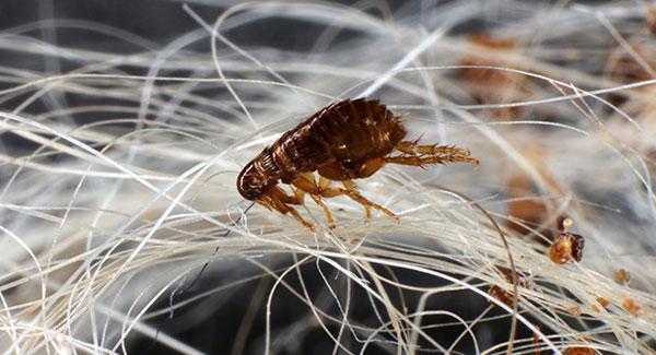 up close image of a flea in pet hair