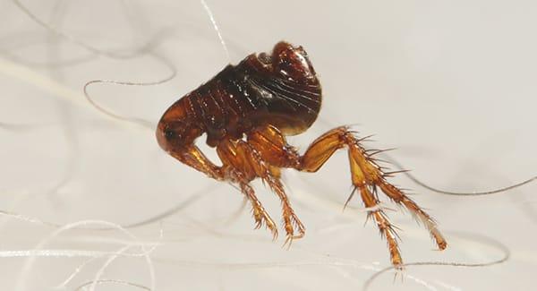 a flea infesttaion in a south portland maineling haired pet