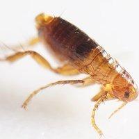 a jumping flea
