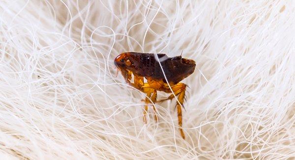 a flea on dog hair