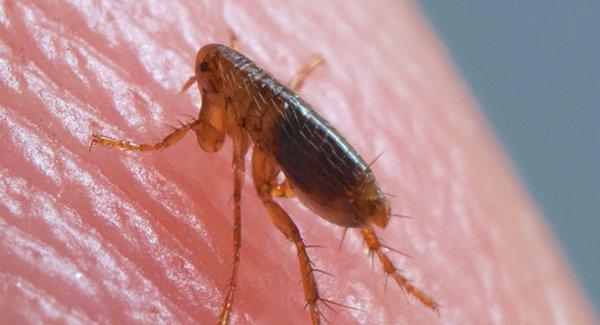 a flea on human skin