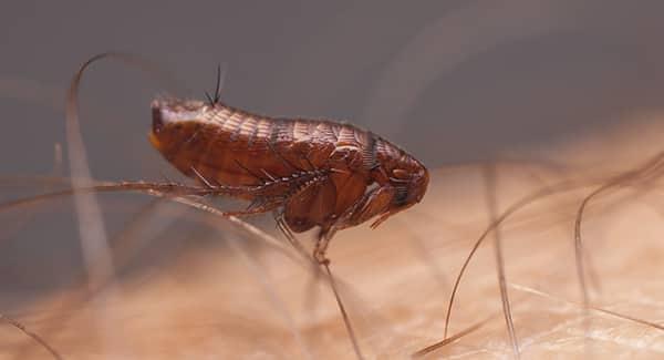 a full grown adult flea  spreading our from its colony as in invades the hairy skin of a new england resident