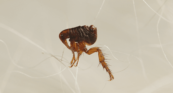 flea in the hair of a pet