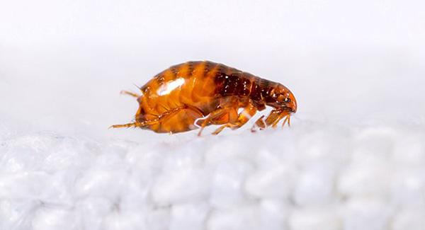 flea on white blanket