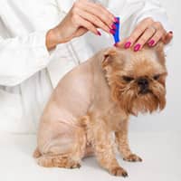 Dog Getting A Flea Treatment