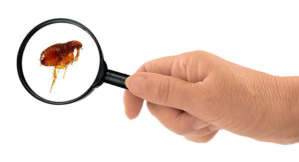 a flea under a magnifying glass
