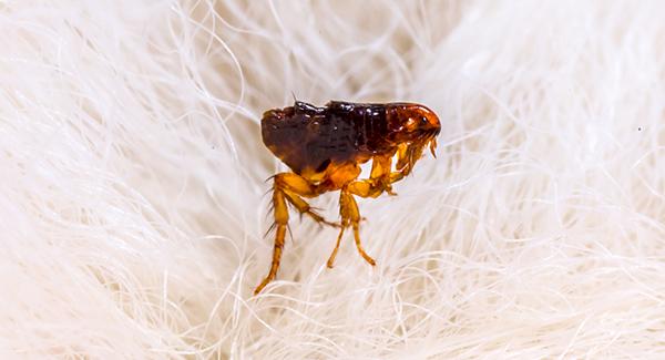 up close image of a flea on white pet fur