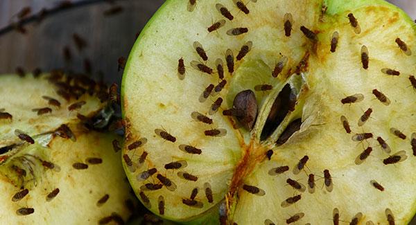 flies on fruit in a kitchen