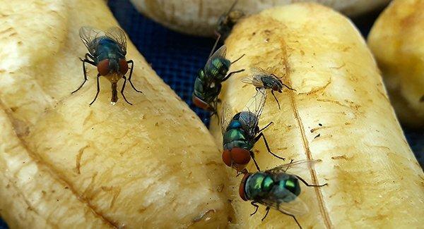 flies on fruit