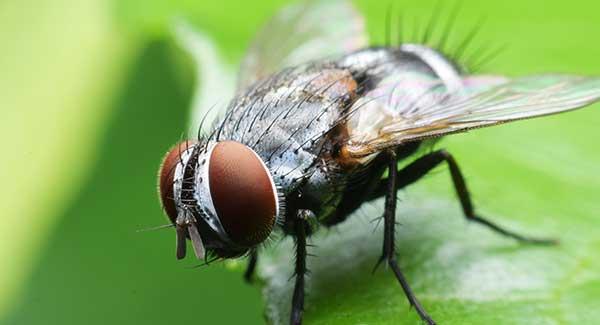 fly on a leaf