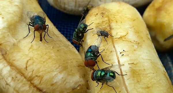 flies on a banana