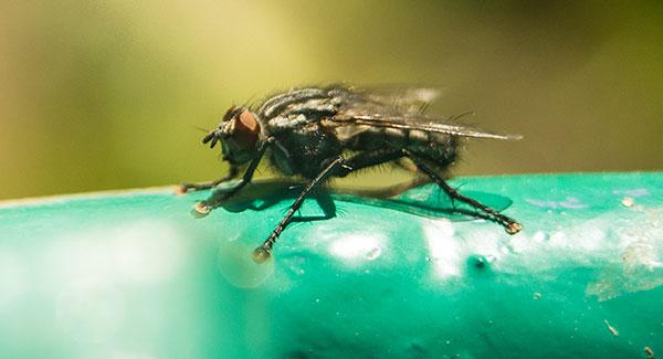 7 Friendly Ways To Get Rid Of Houseflies