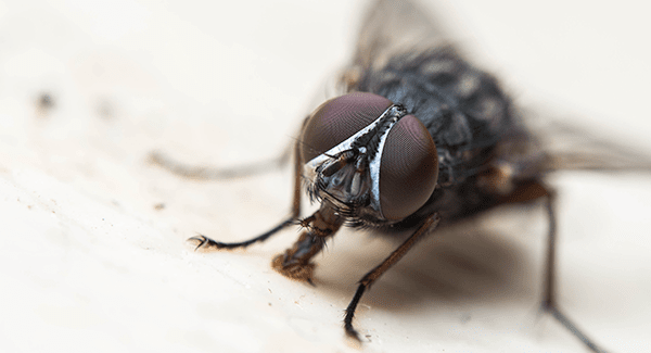 fly in south portland home