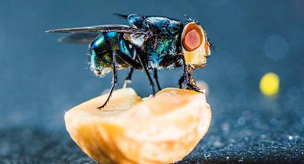 fly on fruit