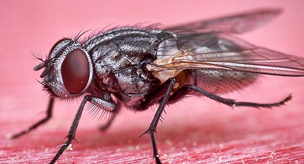 fly on kitchen counter