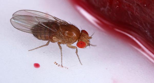 fly on white plate