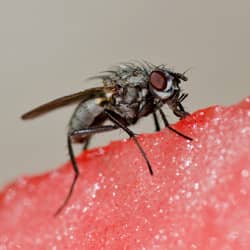 fly contaminating watermelon