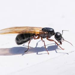 Black ants deals with wings