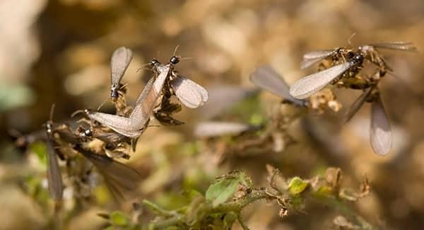 a large swarm of flying termites as they destroy a wooden structure on a worcester property