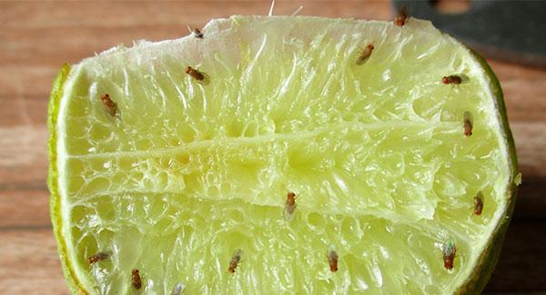 fruit flies in a home on a piece of fruit