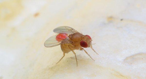 a fruit fly crawling on an apple