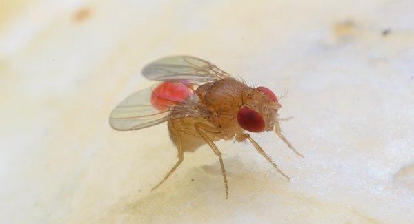 How to Prevent Fruit Fly Invasions