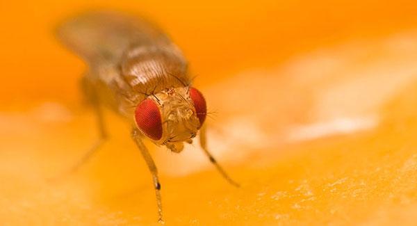 Blog - Battle Of The Fruit Flies: Effective Strategies For Elimination And  Prevention In Missouri City