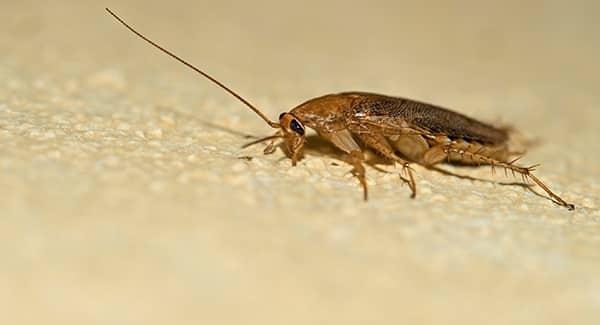 a german cockroach crawling along a worcester massachusetts kitchen counter top