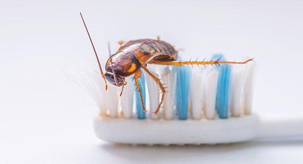 a german cockroach on a toothbrush