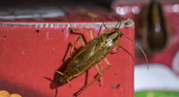 german cockroach in pantry