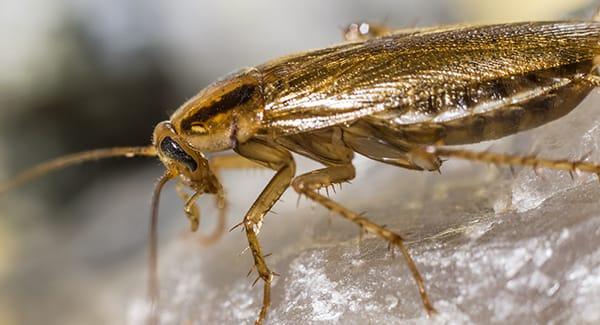 a golden german cockroach crawling along a south portland maine kitchen counter