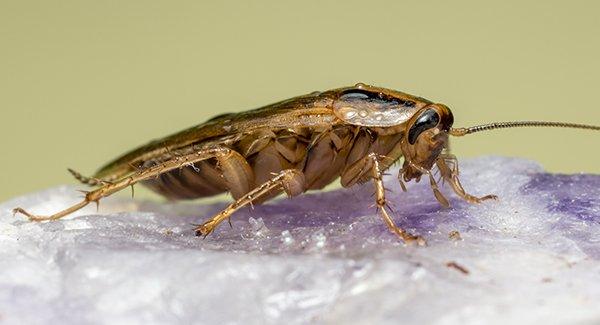 german cockroach on a rock