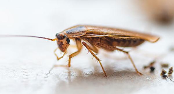 german cockroach on counter top