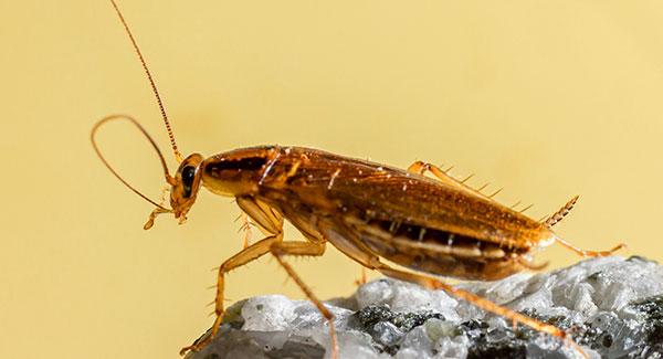 a german cockroach on a rock
