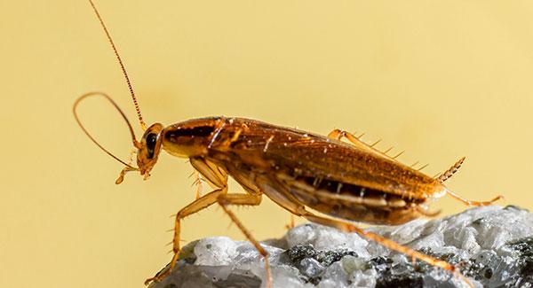 15 Best Roach Killers To Eliminate Insects In 2024