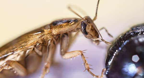 A slimy looking german cockroach crawling along a worcester kitchen counter top