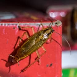 cockroach found in pantry